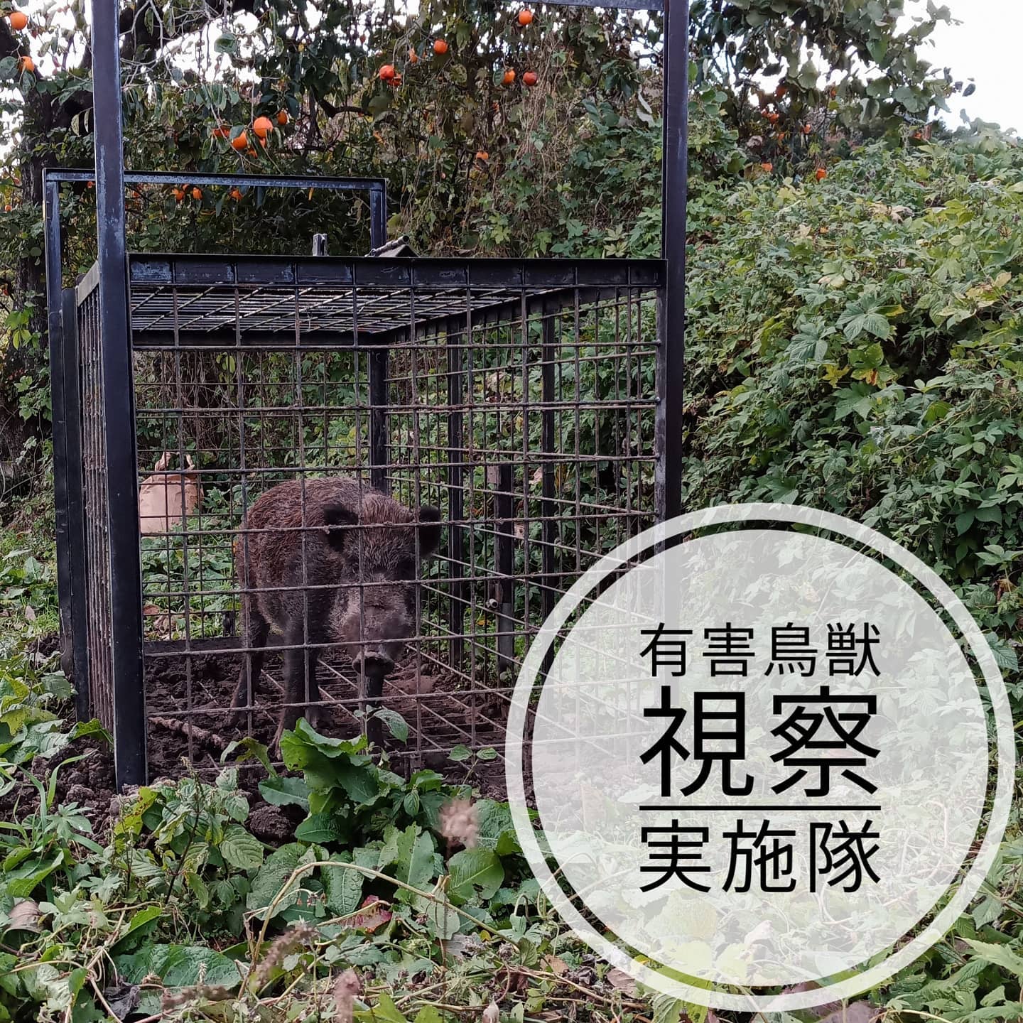 【有害鳥獣対策の個人視察】猟友会の皆さんに3ヶ所の現場に同行しました。視察させていただきました。想像以上に過酷な現場でした。学びます。