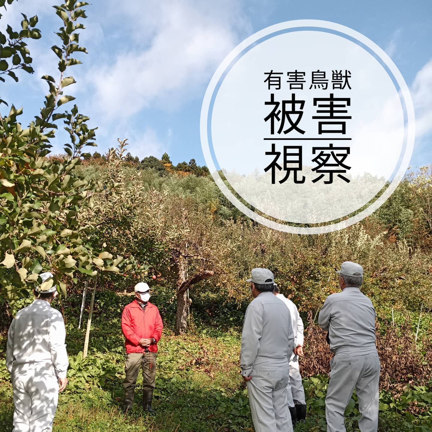 【有害鳥獣被害調査】今年はドングリの不作が原因で、熊による被害が多発しております。みなさん、お気をつけください。