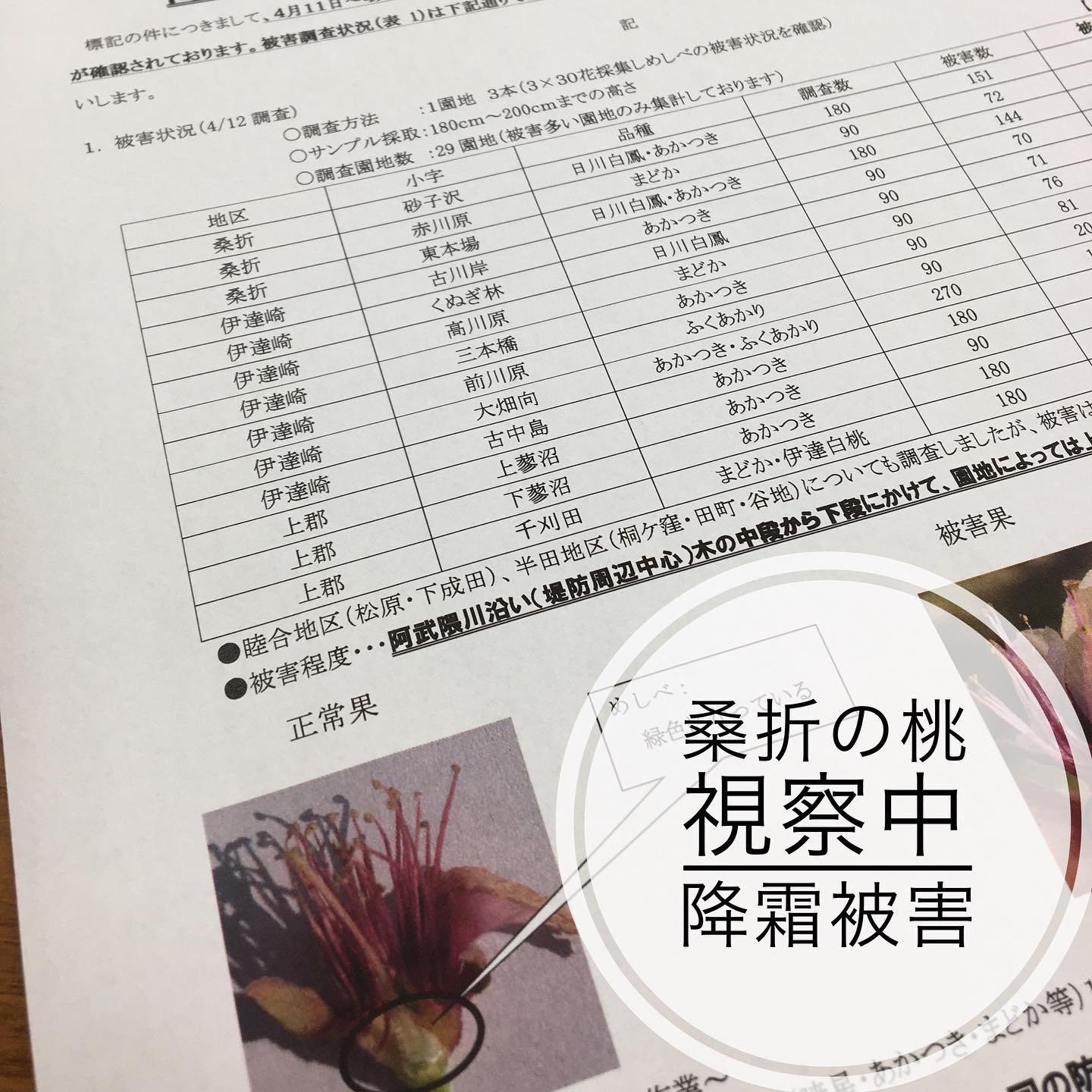 【降霜被害ー献上桃】4/11-12にかけて大変強い降霜があり、園地によっては甚大な被害が確認されております。昨年に引き続き、農家の方のご苦労に心が痛みます。残念です。